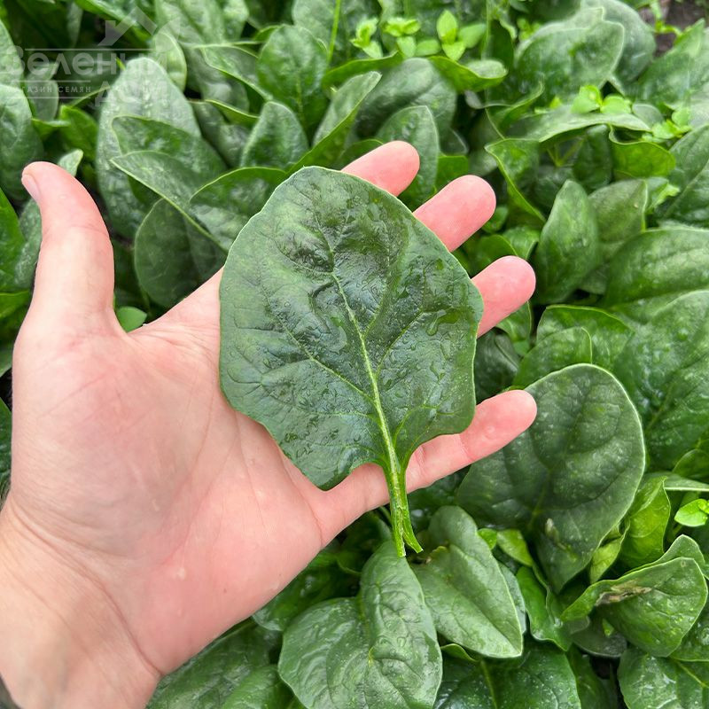 Самурай F1 / Samurai F1 фото 2