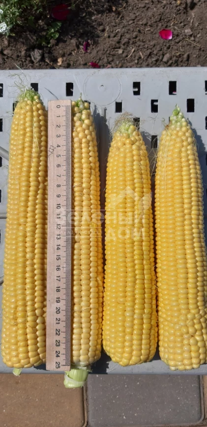 Сансвит F1 / Sansweet F1, 75-78 дней фото 3