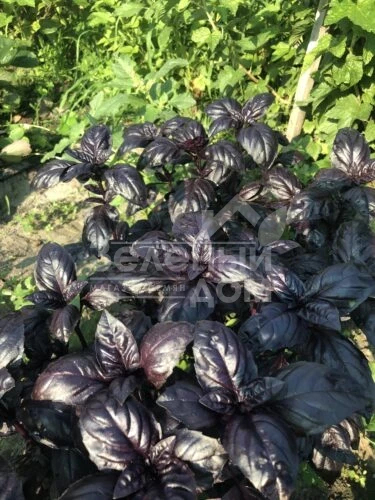 Виолет Кинг / Violet King фото 2