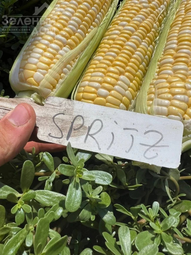 Сприц F1 / Spritz F1, 73-74 дня фото 3