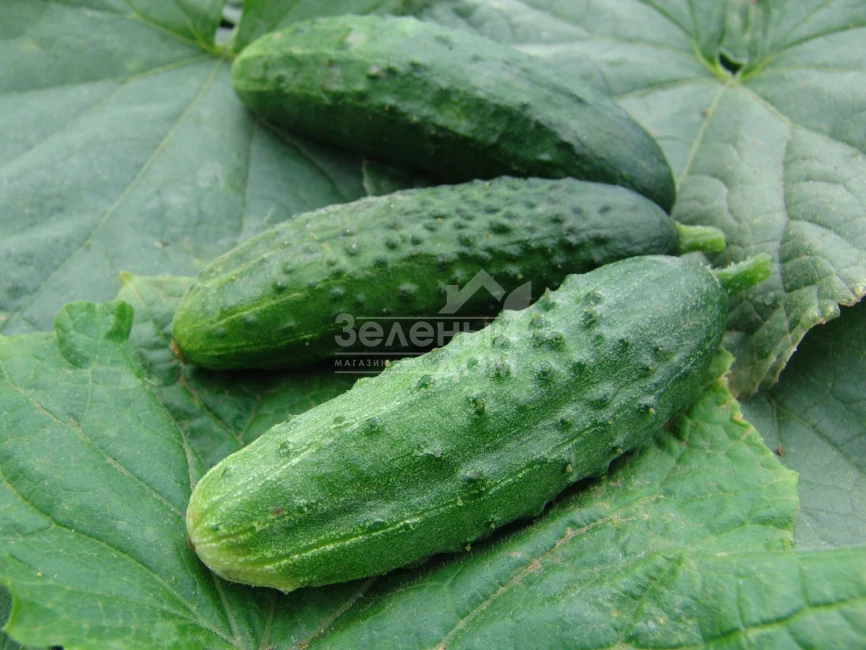 Орфеус F1 (Патриот F1) / Orfeus F1 (Patriot F1) фото 1