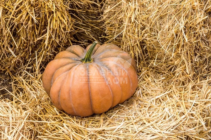 Мускат де Прованс / Muskat de Provans,115-120 дней фото 2