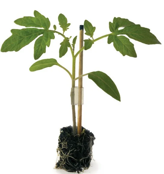 Пелопс F1 / Pelops F1 фото 1