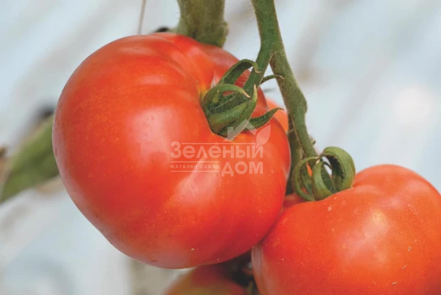 Берберана F1 / Berberana F1,90-100 дней фото 1