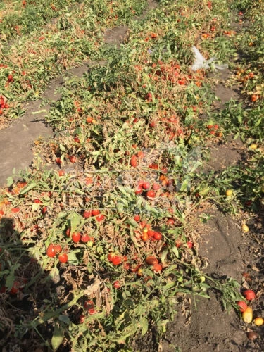 9985 F1 / 9985 F1, 120 дней фото 4