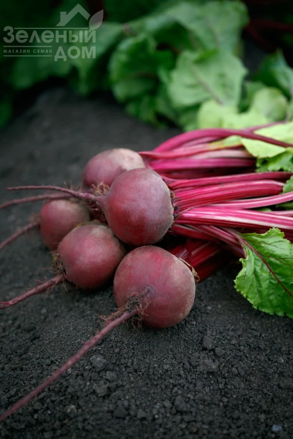 Азума F1 / Azuma F1, 100-115 дней фото 1