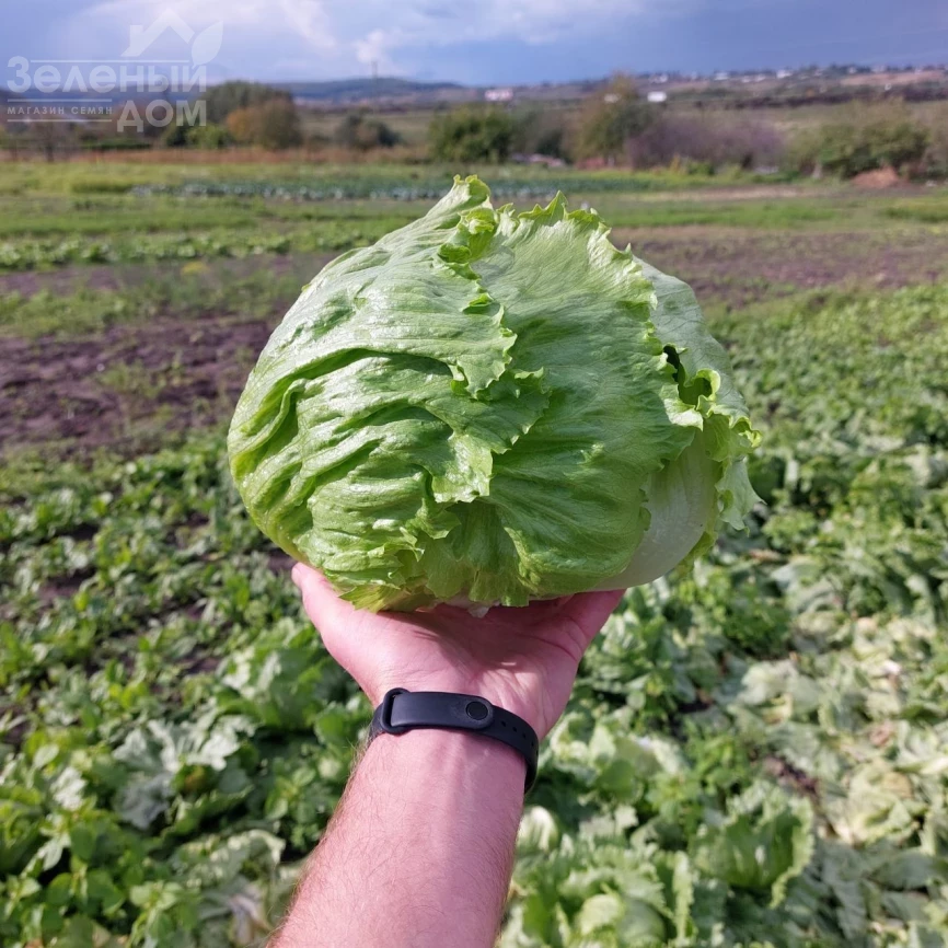 Элсол F1 / Elsol F1 фото 1