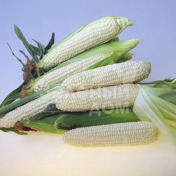 Эден F1 / Eden F1,72-74 дней фото 1