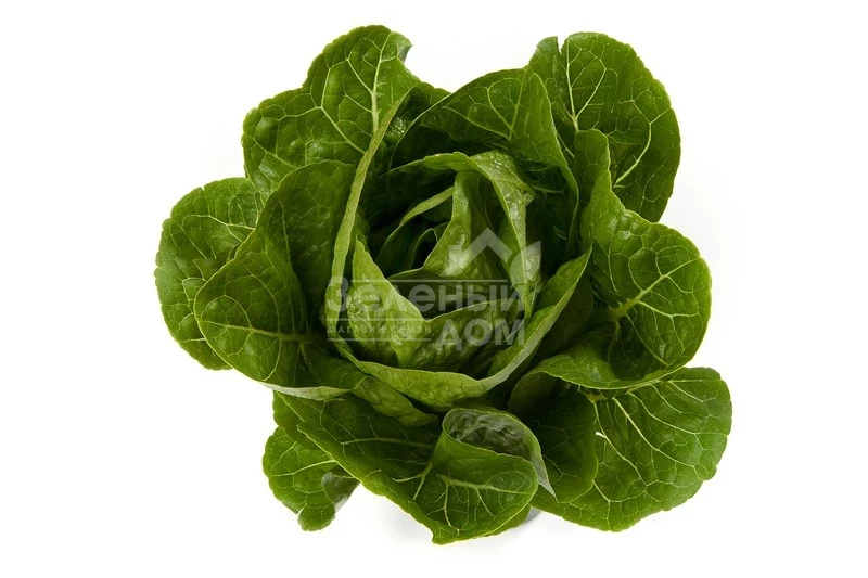 Рафаэль / Rafael фото 1