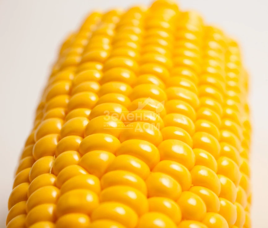 Свитстар F1 / Sweetstar F1,73 дня фото 2