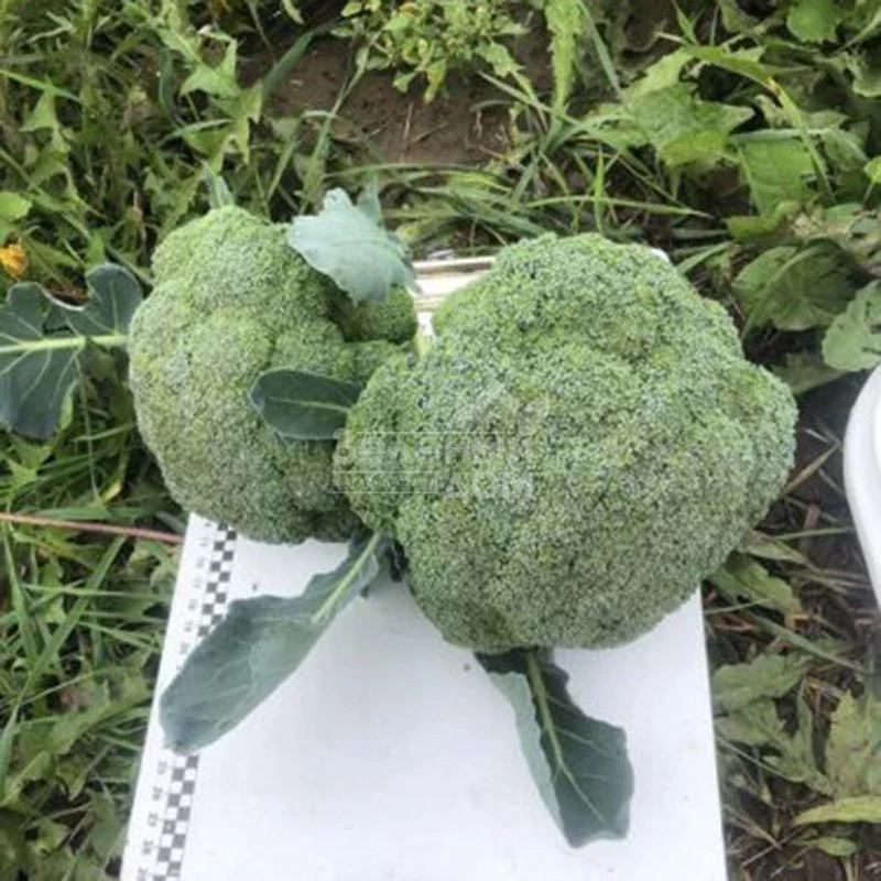 Легаси F1 / Legasi F1, 55 дней фото 2