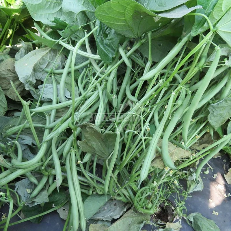 Вера / Vera,50-55 дней фото 1