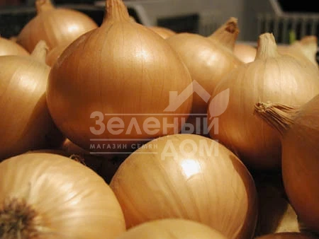 Алице / Alice,123-128 дней фото 1