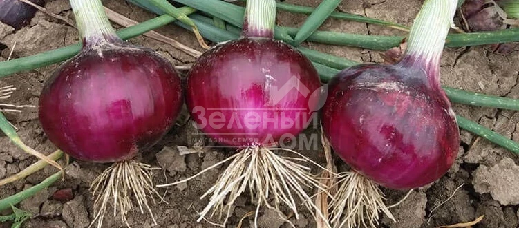 Фабула F1 / Fabula F1 фото 1