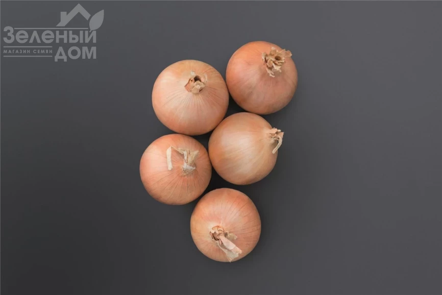 Онеида F1 / Oneida F1 фото 1