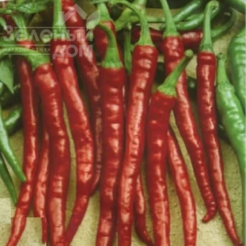 Каркулка / Karkulka, 60-70 дней фото 1