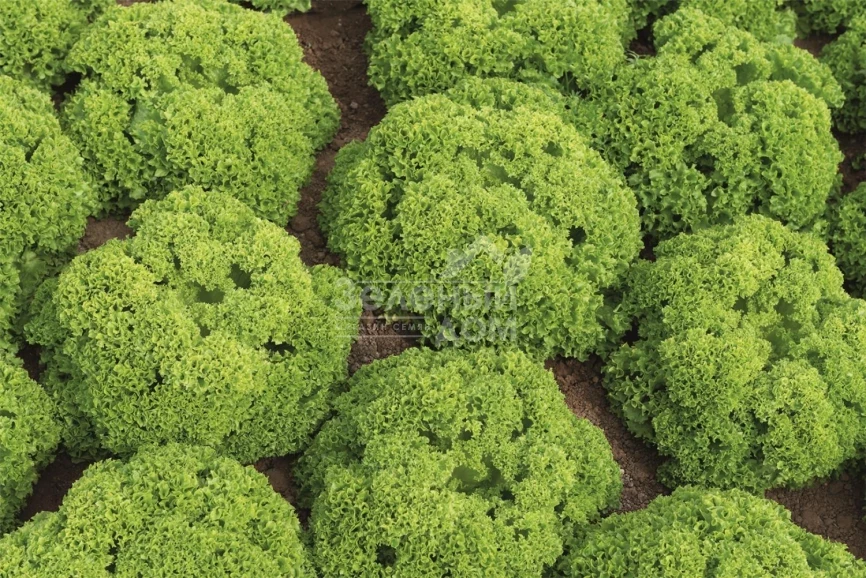 Биондонна / Biondonna,45-50 дней фото 1