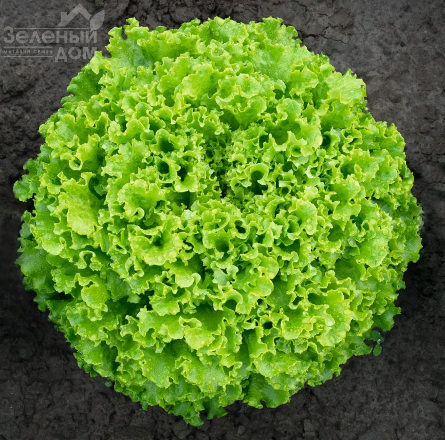 Сементел / Sementel,35-45 дней фото 1