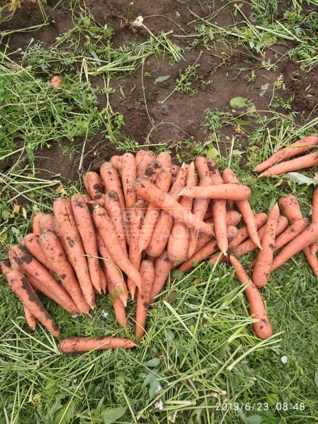 Престо F1 / Presto F1,70-75 дней фото 2