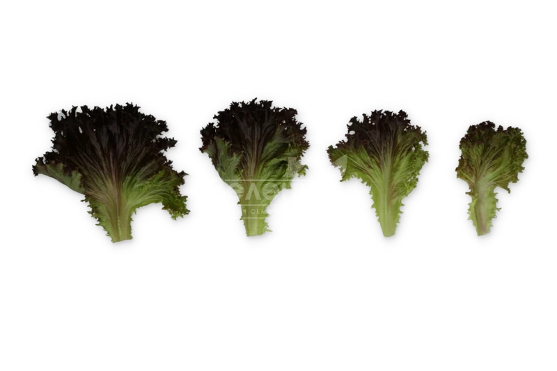 Скамандер / Scamander фото 2