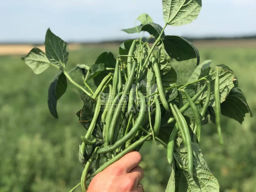 Месси / Messi,58-62 дня фото 1