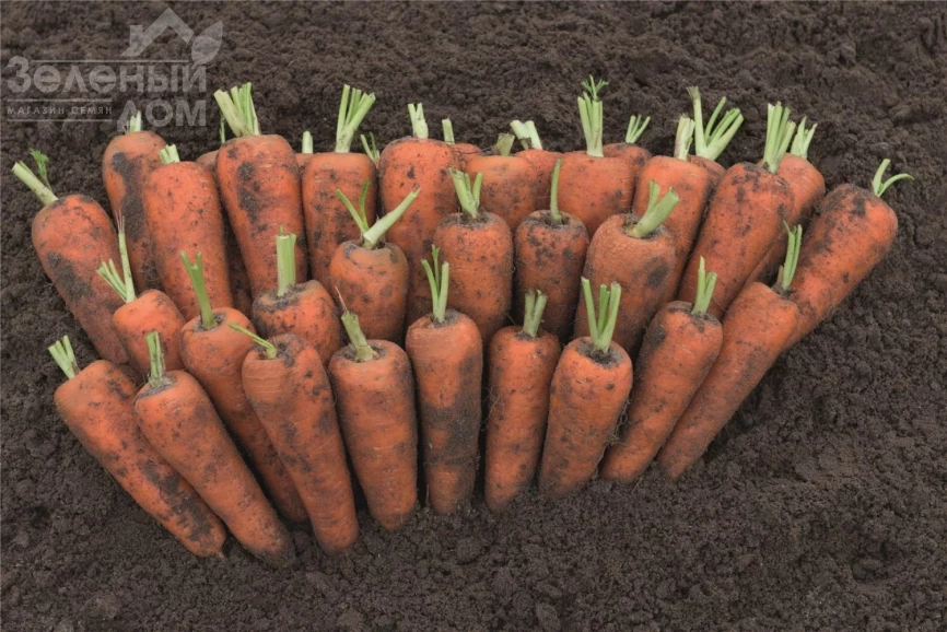 Кентон F1 / Canton F1, 110-120 дней фото 1