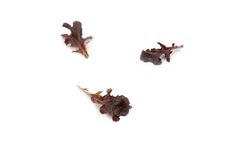 Кентрел / Cantrell фото 1