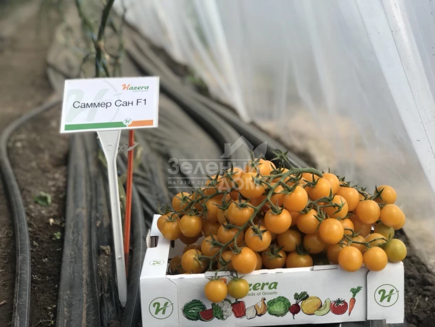 Саммер Сан F1 / Summer Sun F1 фото 5