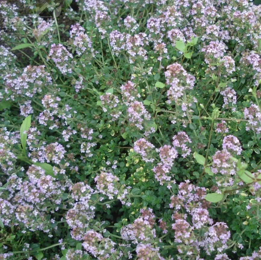 Чебрец (тимьян) / Thyme  фото 1