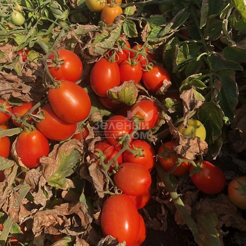 5108 F1 / 5108 F1,95-100 дней фото 2