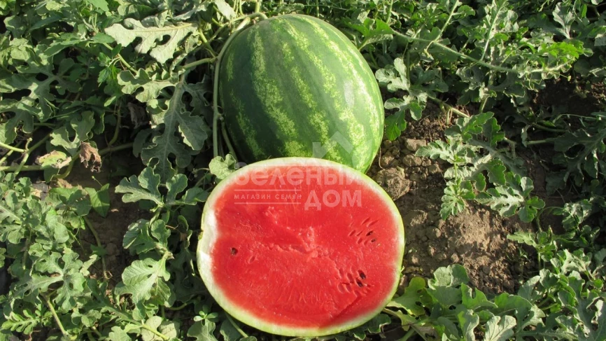 Талисман F1 / Talisman F1,62-65 дней фото 3