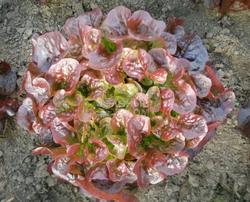 Дубаред / Dubared фото 1