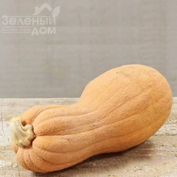 Виолина / Violina фото 1