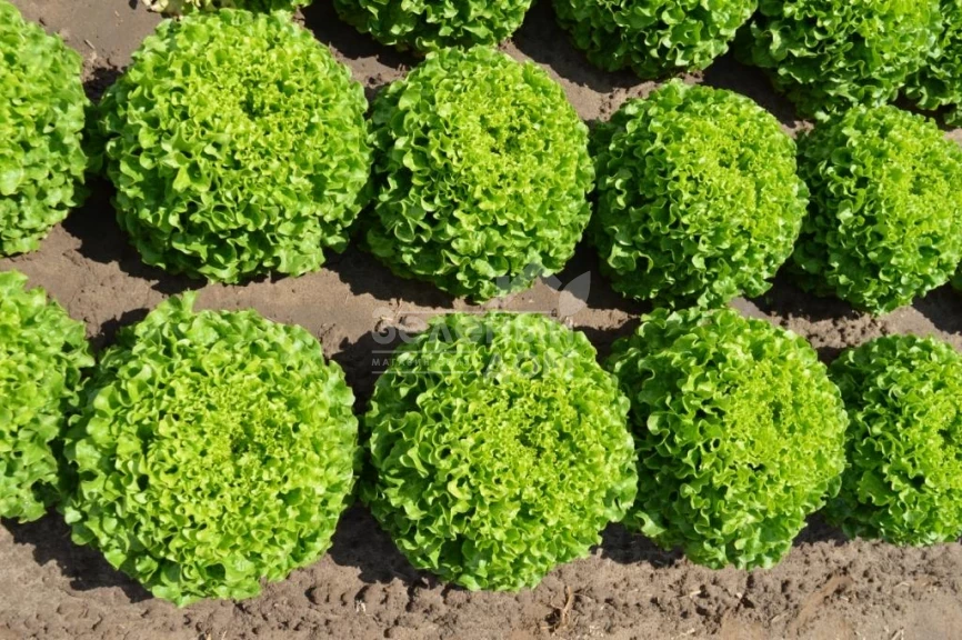 Мелина / Melina фото 2