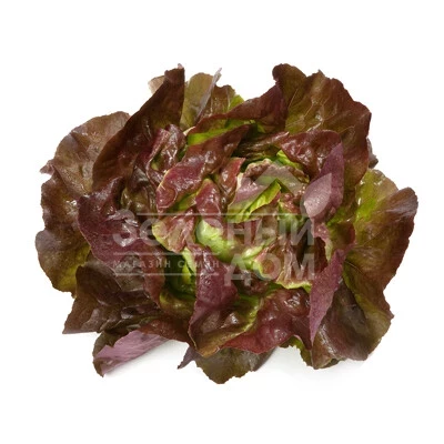 Скайфос / Skyphos фото 4