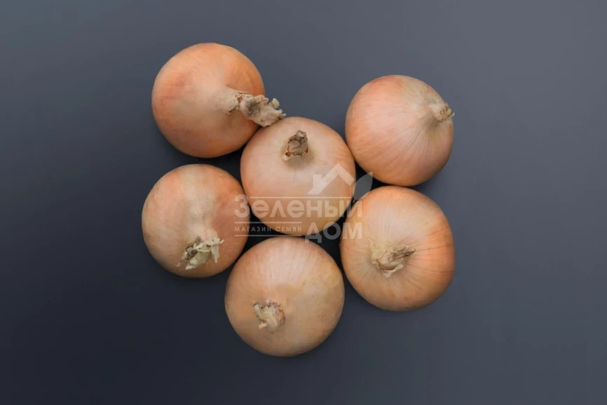 Хайсингер F1 / Hysinger F1,120-125 дней фото 2