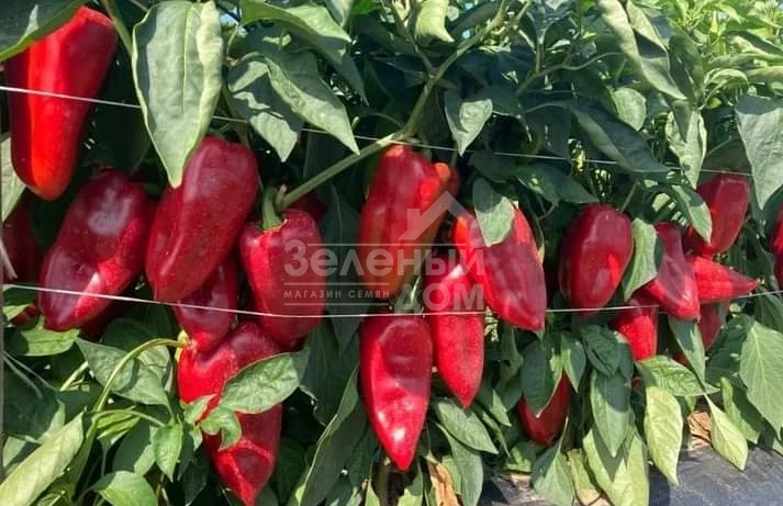 Навигатор F1 / Navigator F1,67-70 дней фото 3