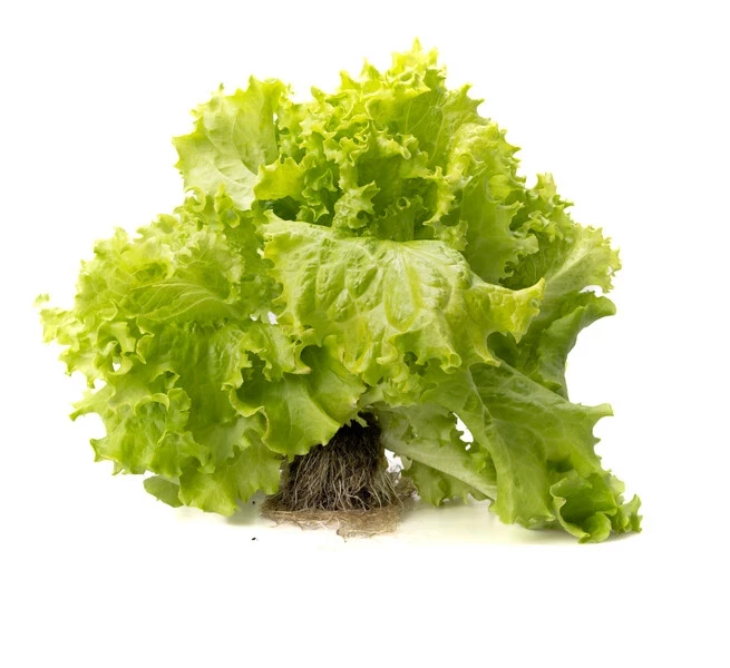 Афилион / Aphylion фото 3