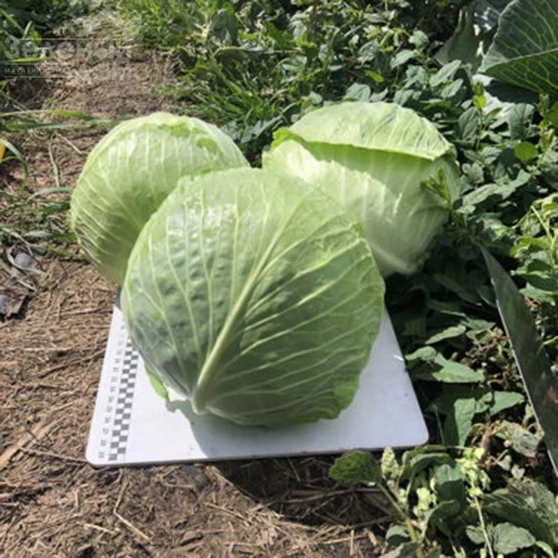 Кентукки F1 / Kentukky F1,80-85 дней фото 4