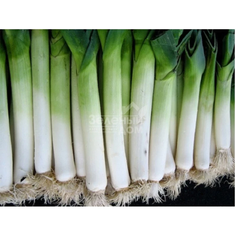 Элефант / Elefant,140-150 дней фото 1