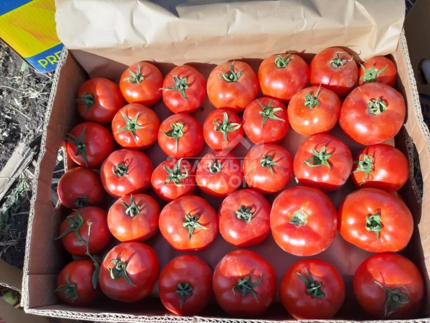 Свит Муссон F1 / Svit Musson F1, 60-68 дней фото 1