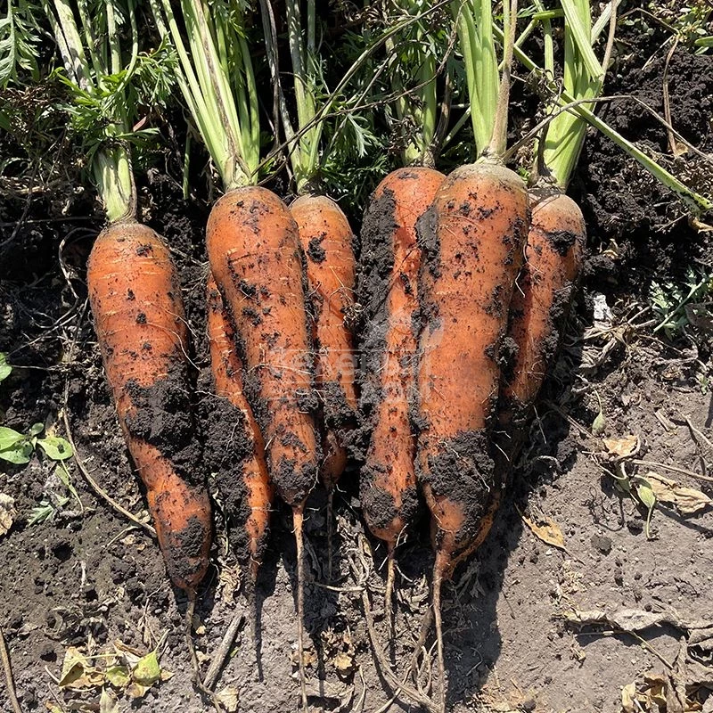 Ниндзя F1 / Ninja F1, 105 дней   фото 2