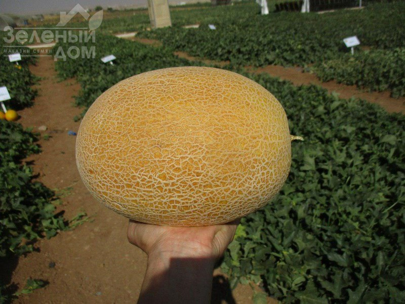 Мілан F1 / Milan F1,67-70 днів фото 2