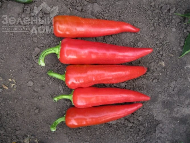 Харизма F1 / Kharyzma F1, 60 дней фото 2