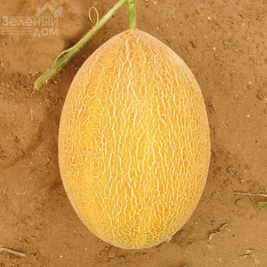 Сицилия F1 / Sicilia F1 фото 1