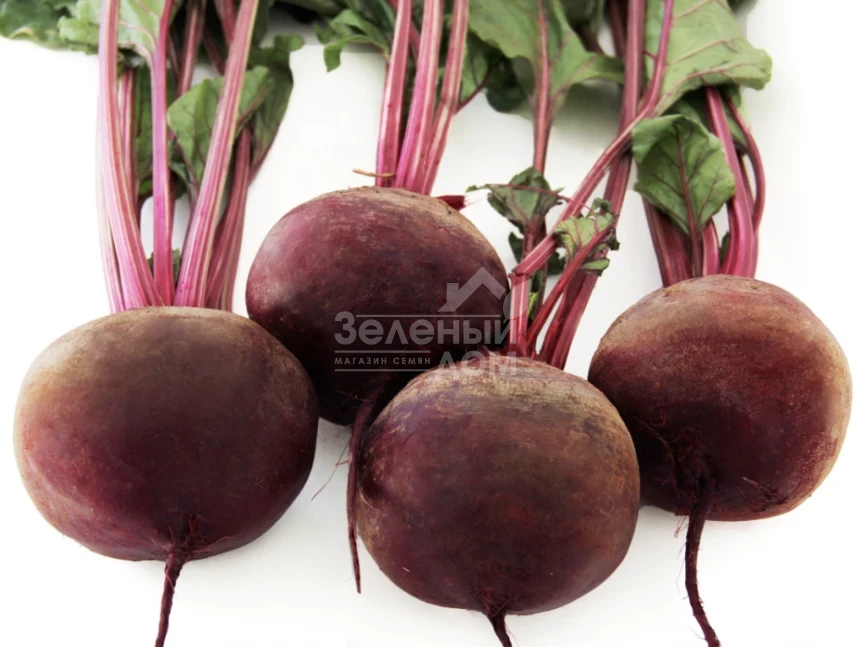 Воевода / Voievoda,110-120 дней фото 2