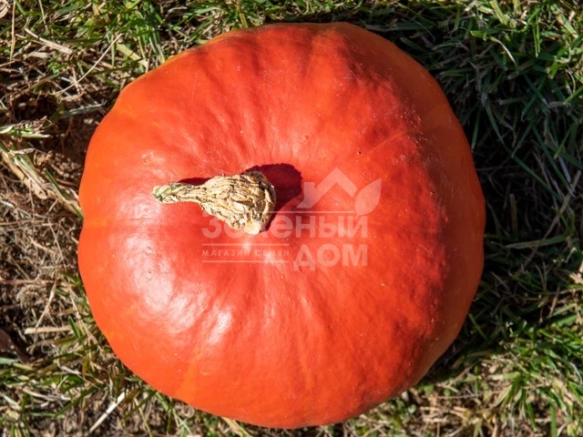 Кенжи Кури F1 / Kenji Kuri F1 фото 1