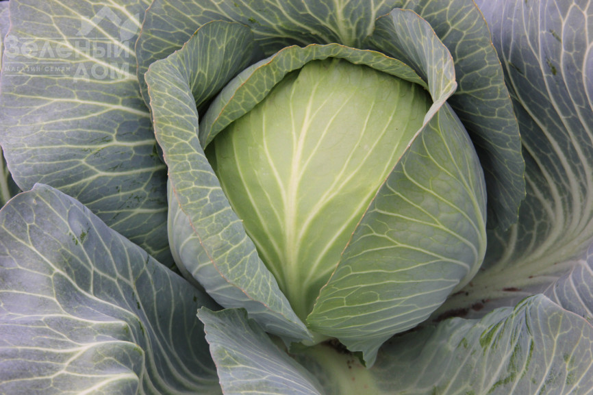 Гарантія F1 / Harantia F1,120-130 днів фото 1