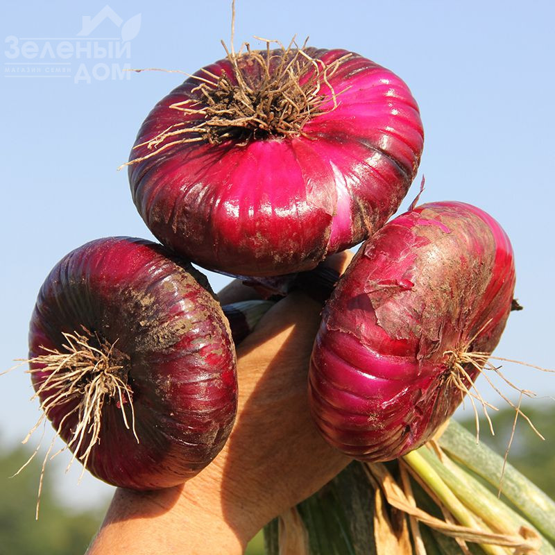 Ялтинський F1 / Yaltinskyi F1 фото 2