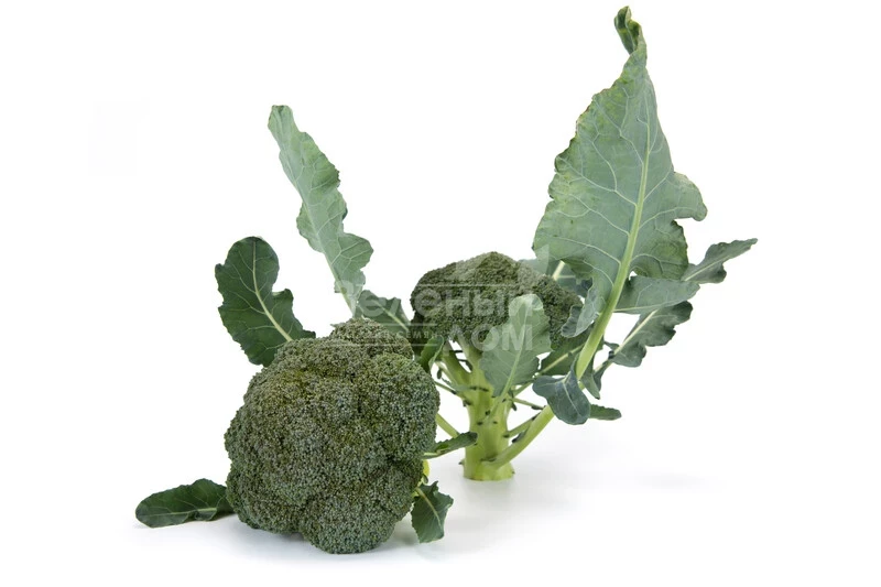 Викарио F1 / Vicario F1, 65-70 дней фото 1